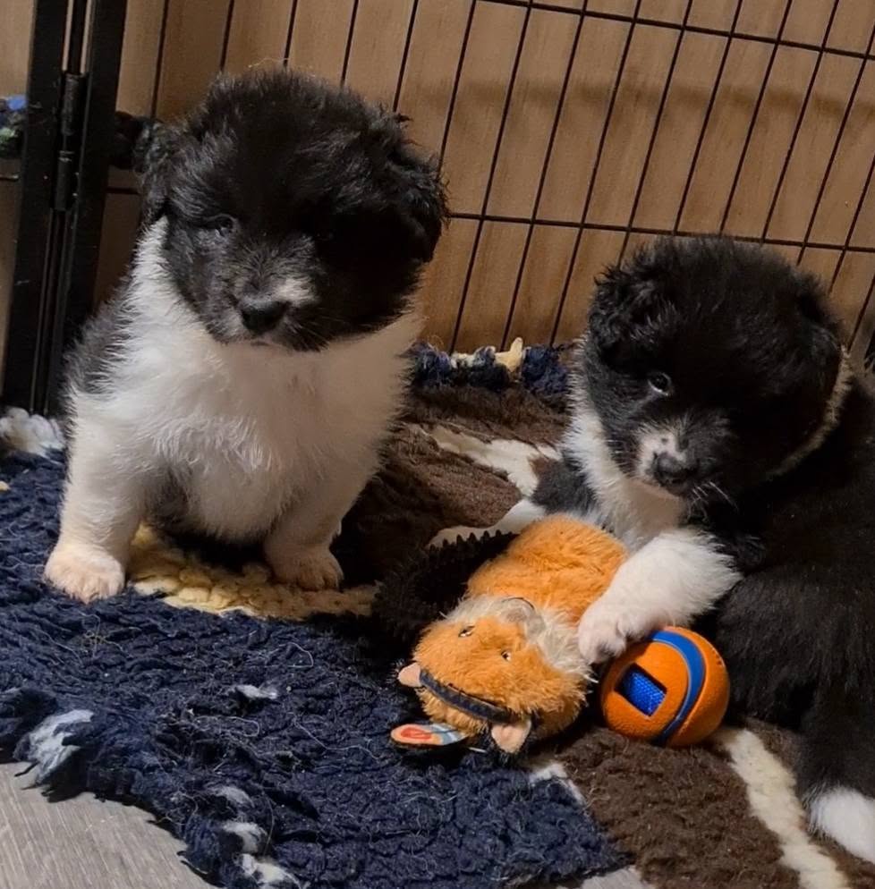 4 week old border collie puppies